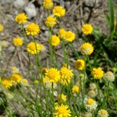 Calotis lappulacea (Yellow Burr Daisy) at Fadden, ACT - 19 Mar 2014 by julielindner