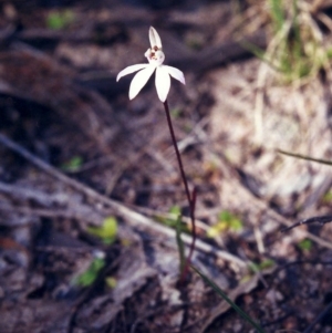 Caladenia fuscata at Conder, ACT - suppressed