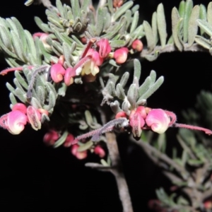 Grevillea lanigera at Bonython, ACT - 1 Jul 2014 06:46 PM