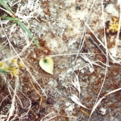 Eriochilus cucullatus (Parson's Bands) at Belconnen, ACT - 11 Oct 2010 by michaelb