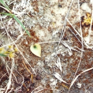 Eriochilus cucullatus at Molonglo River Reserve - suppressed