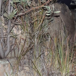 Imperata cylindrica at Paddys River, ACT - 10 Jul 2014 06:40 PM