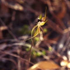 Caladenia atrovespa (Green-comb Spider Orchid) at Conder, ACT - 10 Nov 2001 by michaelb