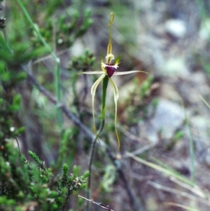 Caladenia atrovespa at Conder, ACT - 23 Nov 2000