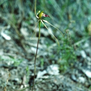 Caladenia atrovespa at Conder, ACT - suppressed