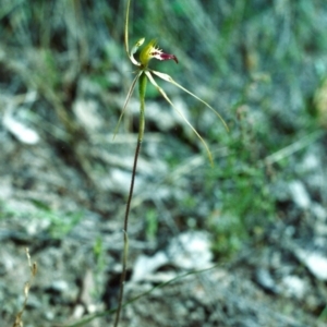 Caladenia atrovespa at Conder, ACT - 23 Nov 2000