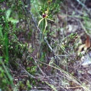 Caladenia atrovespa at Conder, ACT - 23 Nov 2000