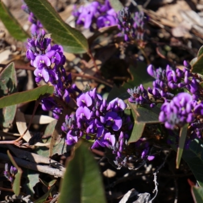 Hardenbergia violacea (False Sarsaparilla) at Hackett, ACT - 13 Jul 2014 by AaronClausen