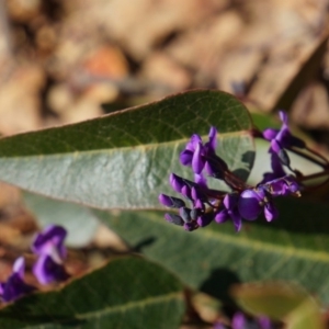 Hardenbergia violacea at Hackett, ACT - 13 Jul 2014 01:37 PM