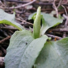 Pterostylis pedunculata (Maroonhood) at P11 - 13 Jul 2014 by AaronClausen