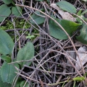 Pterostylis pedunculata at Hackett, ACT - suppressed