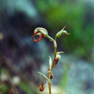 Oligochaetochilus hamatus at Banks, ACT - 18 Dec 2000