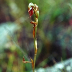 Oligochaetochilus hamatus at Banks, ACT - 18 Dec 2000