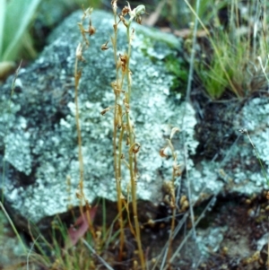 Oligochaetochilus hamatus at Banks, ACT - 18 Dec 2000