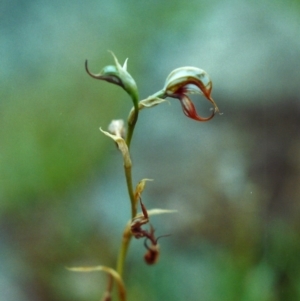 Oligochaetochilus hamatus at Banks, ACT - 18 Dec 2000