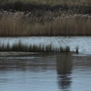 Phragmites australis at Paddys River, ACT - 10 Jul 2014