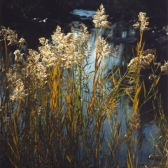 Phragmites australis (Common Reed) at Greenway, ACT - 5 May 2007 by MichaelBedingfield