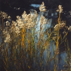 Phragmites australis (Common Reed) at Greenway, ACT - 4 May 2007 by michaelb