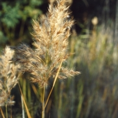 Phragmites australis at Greenway, ACT - 5 May 2007 12:00 AM