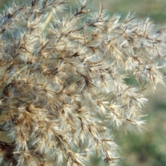 Phragmites australis at Greenway, ACT - 5 May 2007 12:00 AM