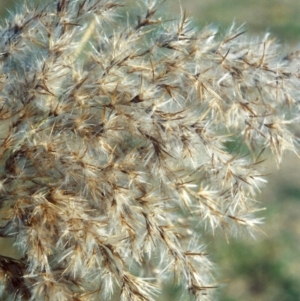 Phragmites australis at Greenway, ACT - 5 May 2007 12:00 AM