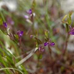 Polygala japonica (Dwarf Milkwort) at Conder, ACT - 15 Nov 1999 by michaelb