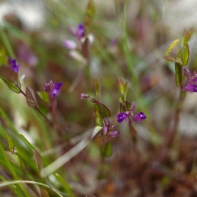 Polygala japonica (Dwarf Milkwort) at Conder, ACT - 15 Nov 1999 by michaelb