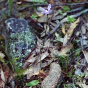 Glossodia major at Conder, ACT - suppressed