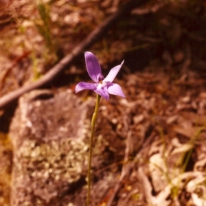 Glossodia major at Conder, ACT - 8 Nov 1998