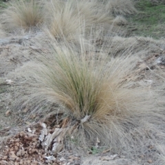 Poa labillardierei (Common Tussock Grass, River Tussock Grass) at Paddys River, ACT - 1 Jul 2014 by michaelb