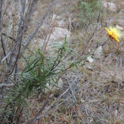 Xerochrysum viscosum (Sticky Everlasting) at Melrose - 30 Jun 2014 by michaelb