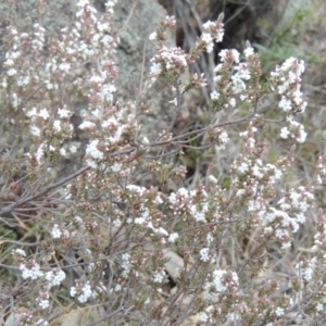 Leucopogon attenuatus at Old Tuggeranong TSR - 30 Jun 2014