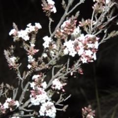 Leucopogon attenuatus (Small-leaved Beard Heath) at Pine Island to Point Hut - 2 Jul 2014 by michaelb