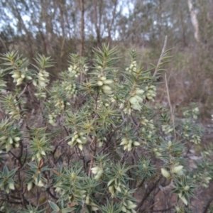 Melichrus urceolatus at Tennent, ACT - 8 Jul 2014 06:17 PM