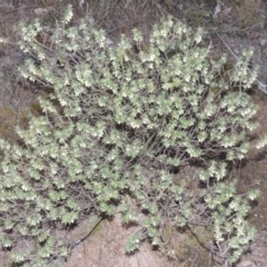 Melichrus urceolatus at Tennent, ACT - 8 Jul 2014 06:17 PM