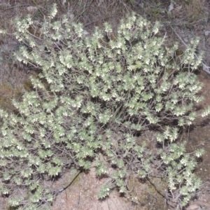 Melichrus urceolatus at Tennent, ACT - 8 Jul 2014 06:17 PM