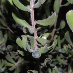 Persoonia rigida (Hairy Geebung) at Chisholm, ACT - 6 Jul 2014 by michaelb