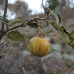 Solanum cinereum at Theodore, ACT - 19 Jul 2014 06:22 PM