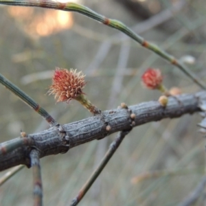 Allocasuarina verticillata at Theodore, ACT - 19 Jul 2014 06:05 PM