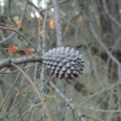 Allocasuarina verticillata at Theodore, ACT - 19 Jul 2014