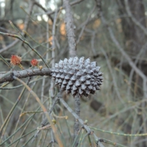 Allocasuarina verticillata at Theodore, ACT - 19 Jul 2014 06:05 PM