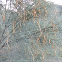 Allocasuarina verticillata at Theodore, ACT - 19 Jul 2014 06:05 PM