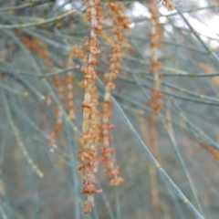 Allocasuarina verticillata at Theodore, ACT - 19 Jul 2014