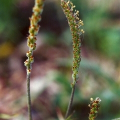 Plantago varia (Native Plaintain) at Conder, ACT - 21 Nov 1999 by michaelb