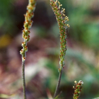 Plantago varia (Native Plaintain) at Conder, ACT - 21 Nov 1999 by michaelb