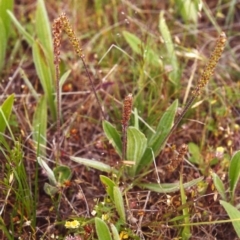 Plantago varia at Conder, ACT - 22 Nov 1999 12:00 AM