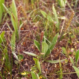 Plantago varia at Conder, ACT - 22 Nov 1999 12:00 AM