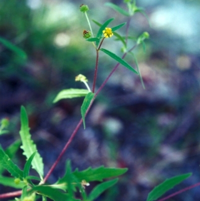 Sigesbeckia australiensis (Cobber Weed) at Rob Roy Range - 14 Dec 2000 by MichaelBedingfield