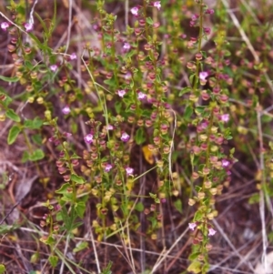 Scutellaria humilis at Conder, ACT - 26 Nov 1999 12:00 AM