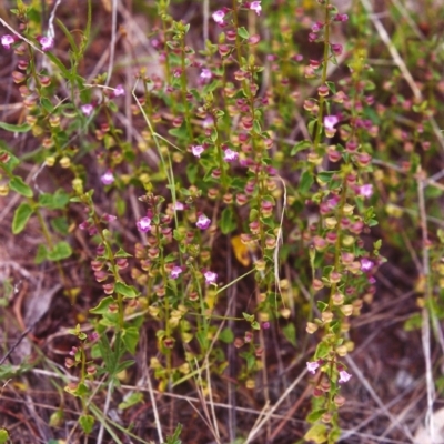 Scutellaria humilis (Dwarf Skullcap) at Conder, ACT - 25 Nov 1999 by michaelb